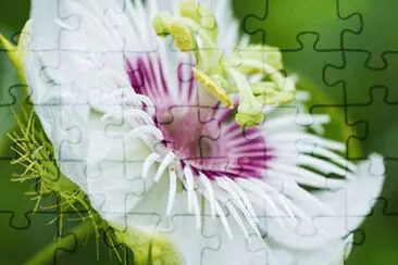 Imagem jigsaw puzzle
