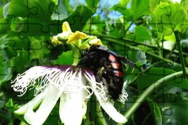 Imagem jigsaw puzzle