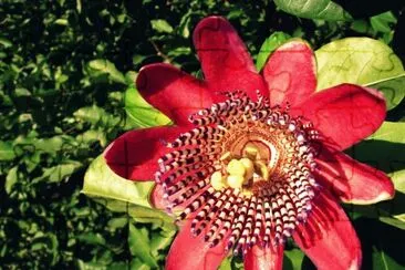 Imagem jigsaw puzzle
