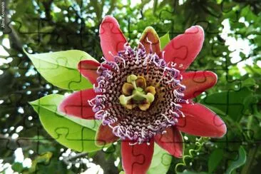 Imagem jigsaw puzzle
