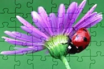 Imagem jigsaw puzzle