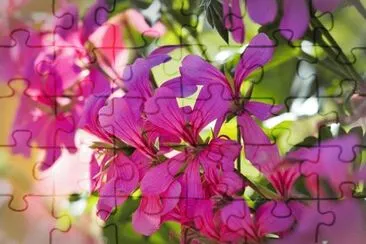 Imagem jigsaw puzzle