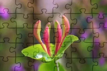 Imagem jigsaw puzzle