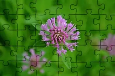 Imagem jigsaw puzzle