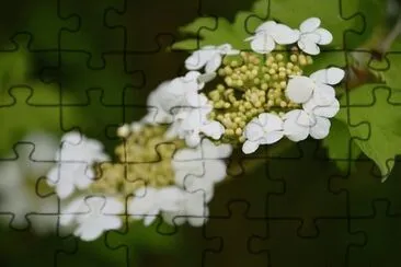 Imagem jigsaw puzzle