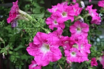 Imagem jigsaw puzzle