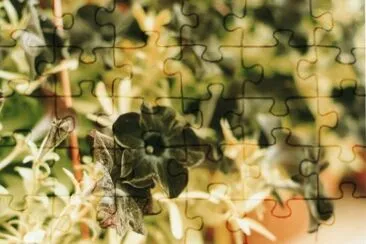 Imagem jigsaw puzzle