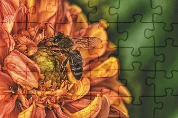 Imagem jigsaw puzzle