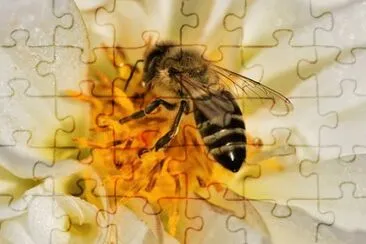 Imagem jigsaw puzzle