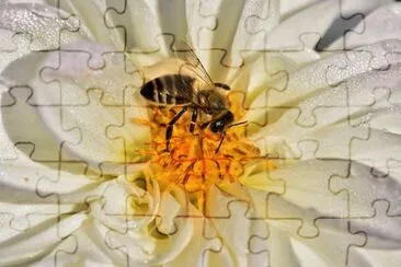 Imagem jigsaw puzzle