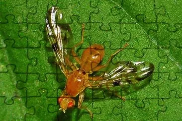 Acidia cognata jigsaw puzzle