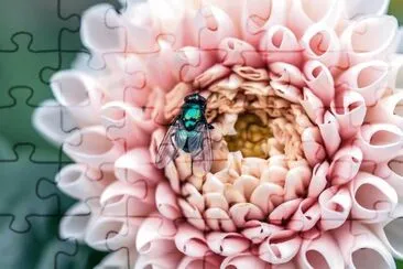 Imagem jigsaw puzzle