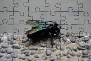 Imagem jigsaw puzzle