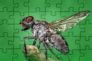 Imagem jigsaw puzzle