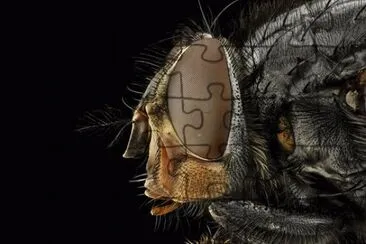 Imagem jigsaw puzzle