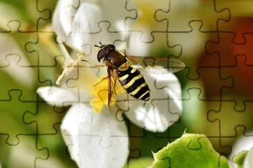 Imagem jigsaw puzzle
