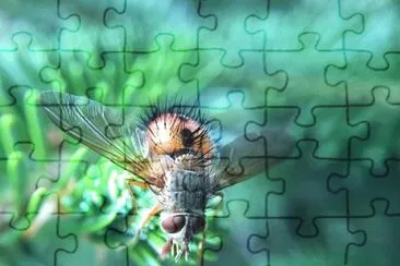 Imagem jigsaw puzzle