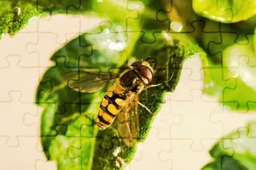 Imagem jigsaw puzzle