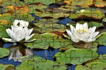 Foto jigsaw puzzle