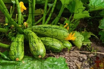 Imagem jigsaw puzzle