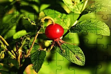 Imagem jigsaw puzzle