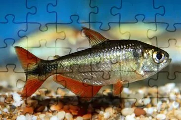 Hyphessobrycon anisitsi jigsaw puzzle