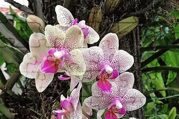 flores