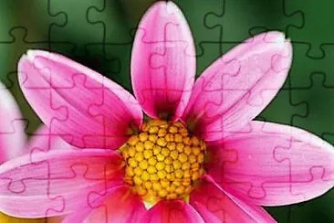 פאזל של flores