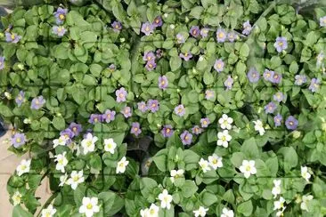 flores
