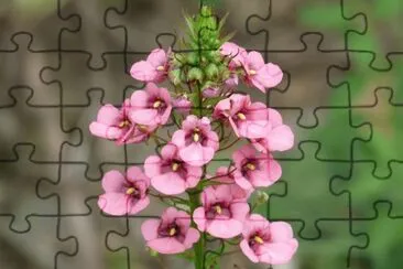 Diascia