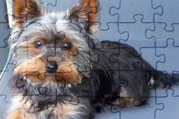 perrito 2