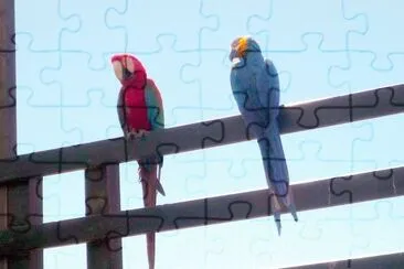 Loros jigsaw puzzle