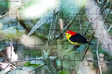 פאזל של natural
