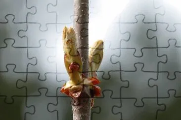 Imagem jigsaw puzzle