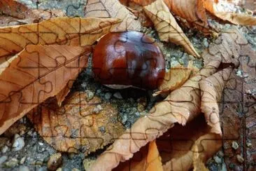 Imagem jigsaw puzzle