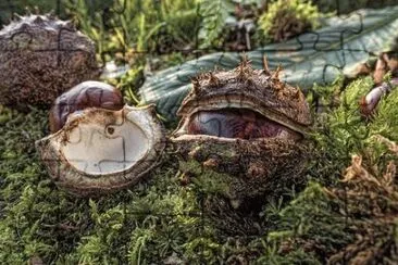 Imagem jigsaw puzzle