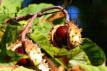 Imagem jigsaw puzzle