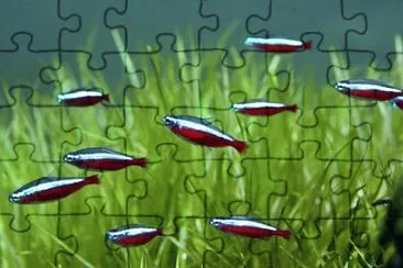 Imagem jigsaw puzzle