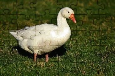  jigsaw puzzle