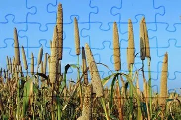 Imagem jigsaw puzzle