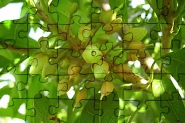 Imagem jigsaw puzzle