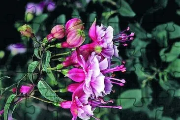 flores