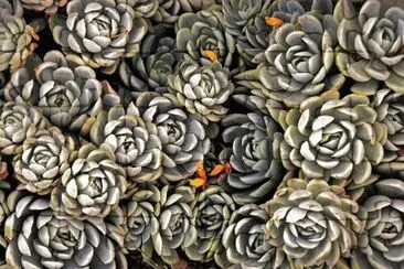 Imagem jigsaw puzzle