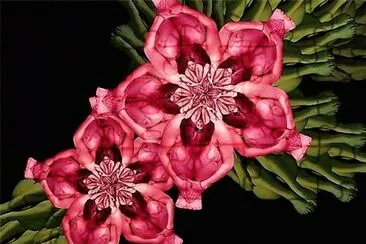 flores