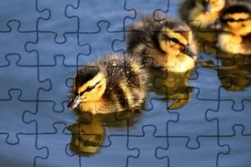Imagem jigsaw puzzle