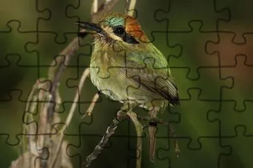 Tody motmot jigsaw puzzle