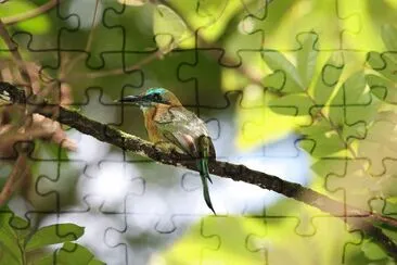 Keed billed motmot jigsaw puzzle