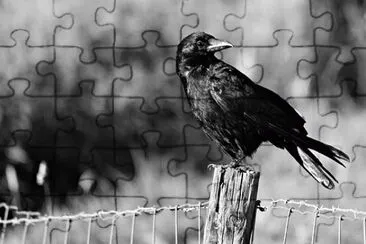Imagem jigsaw puzzle