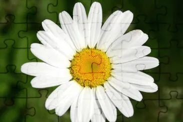 Marguerite