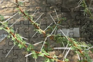 KALAPATA jigsaw puzzle